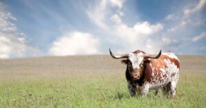 texas probate lenders