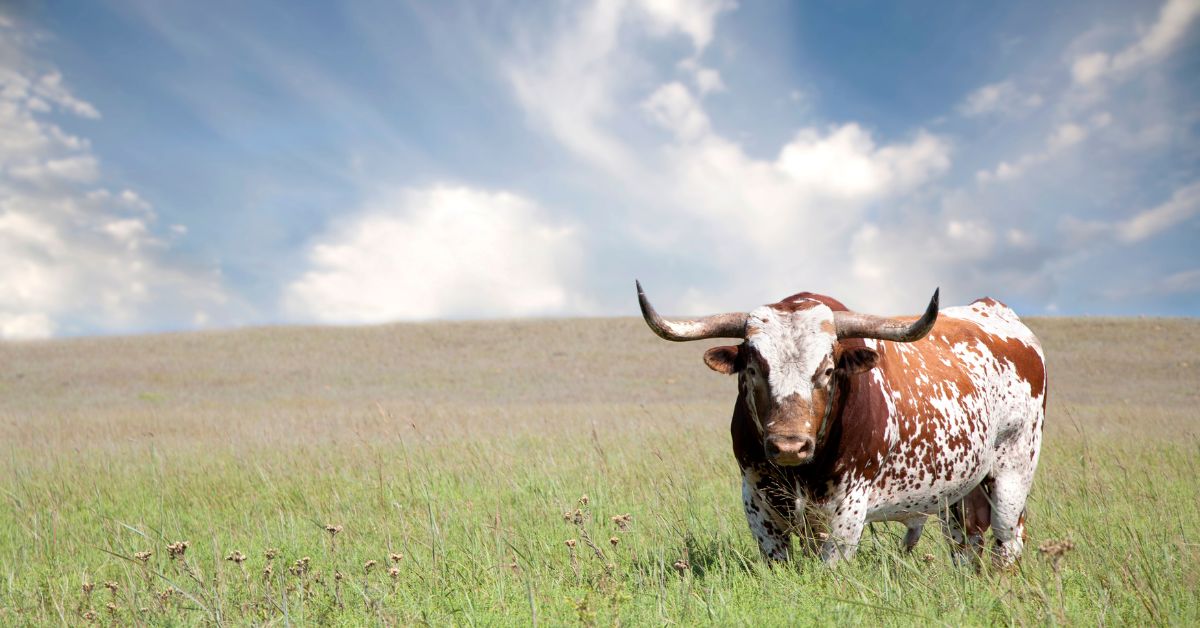 texas probate lenders